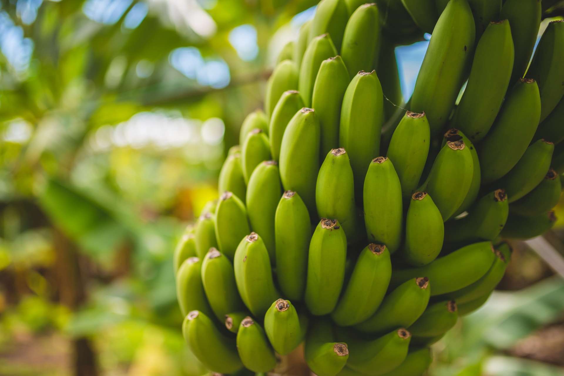 En Ouganda, l’entreprise TexFad sublime les déchets de banane