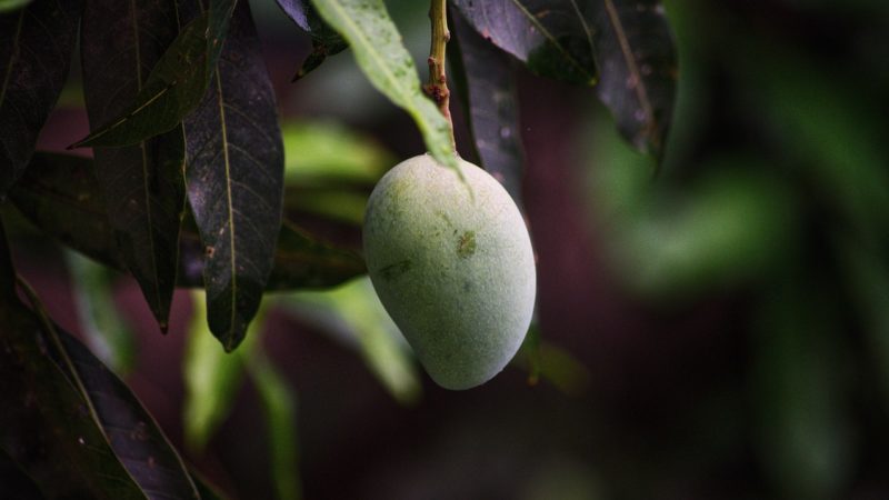 4 bienfaits que procurent les différentes variétés de mangues aux Antilles