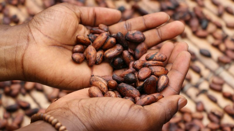 Les pays africains producteurs de cacao profitent-ils de la hausse astronomique des prix ?