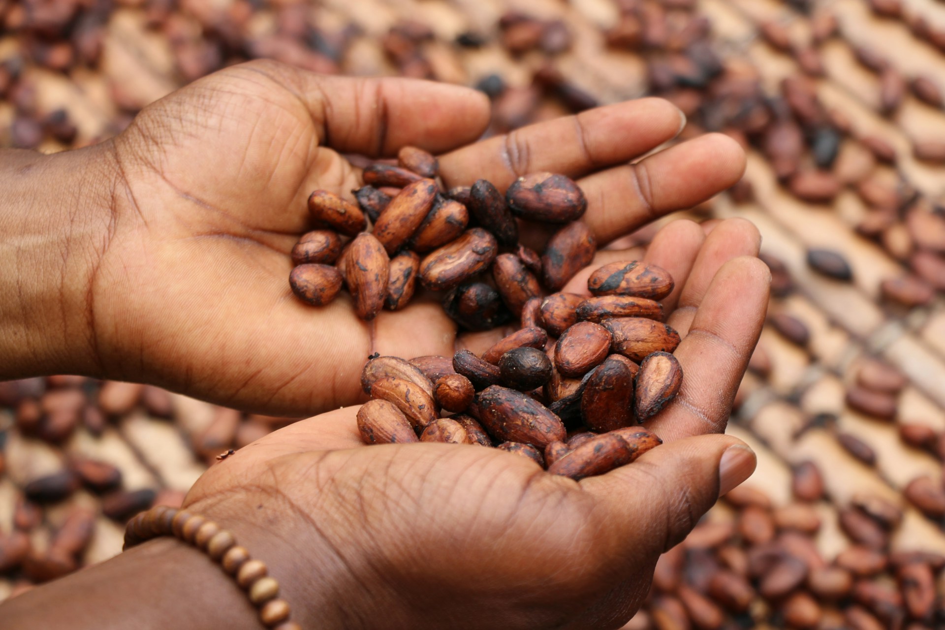 Les pays africains producteurs de cacao profitent-ils de la hausse astronomique des prix ?